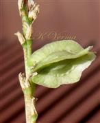  Fruit